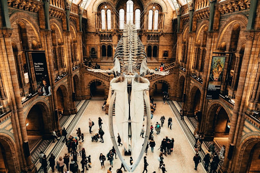 a crowded natural history museum